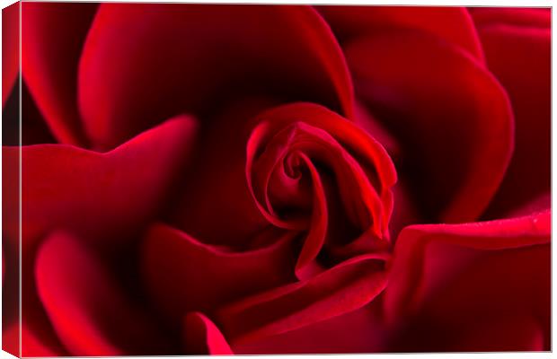  Red rose! Canvas Print by Inguna Plume