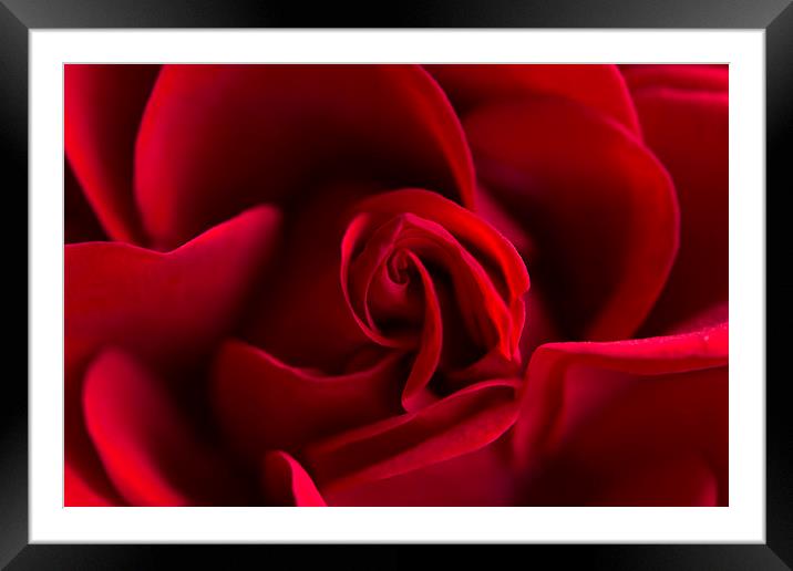  Red rose! Framed Mounted Print by Inguna Plume