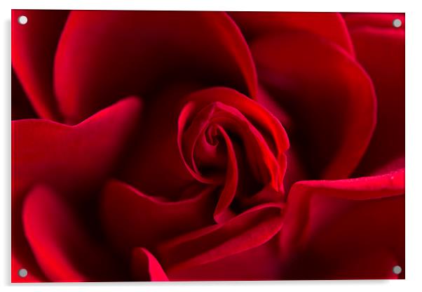  Red rose! Acrylic by Inguna Plume
