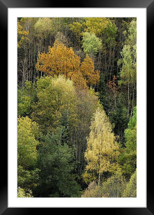 Forest in autumn Framed Mounted Print by Josep M Peñalver