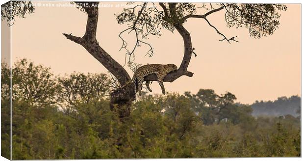  Leopard in Kruger National Park Canvas Print by colin chalkley