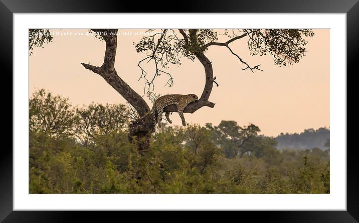  Leopard in Kruger National Park Framed Mounted Print by colin chalkley