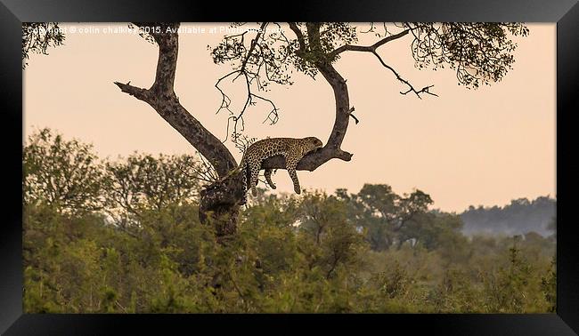  Leopard in Kruger National Park Framed Print by colin chalkley