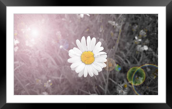  Daisy Flare Framed Mounted Print by Georgie Lilly