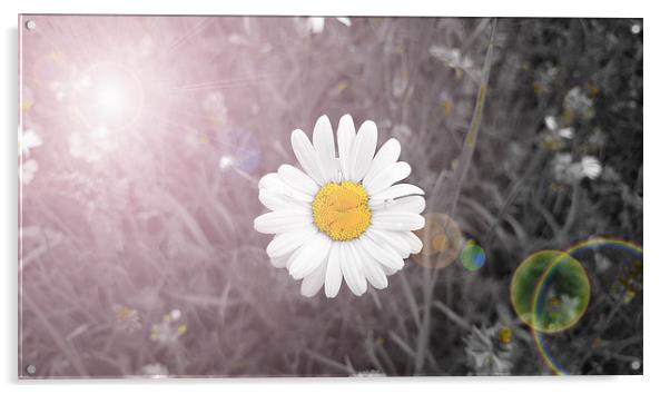  Daisy Flare Acrylic by Georgie Lilly