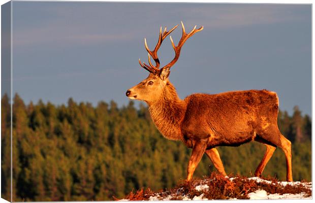 Red Deer Stag in the Winter Sun Canvas Print by Macrae Images