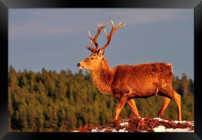 Red Deer Stag in the Winter Sun Framed Print by Macrae Images