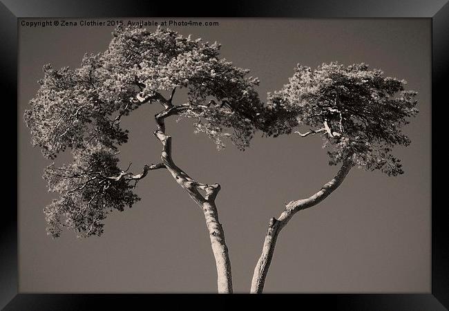 Tree Heart Framed Print by Zena Clothier