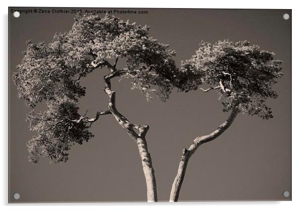 Tree Heart Acrylic by Zena Clothier