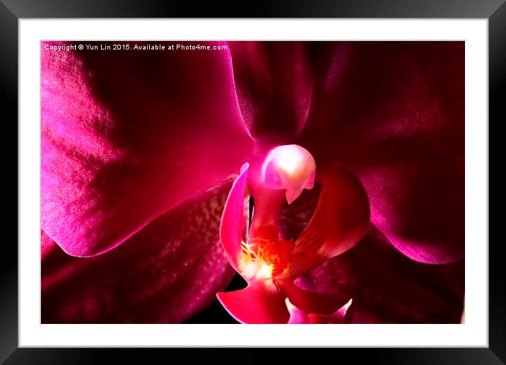 Pinky Smiling Flower Framed Mounted Print by Yun Lin