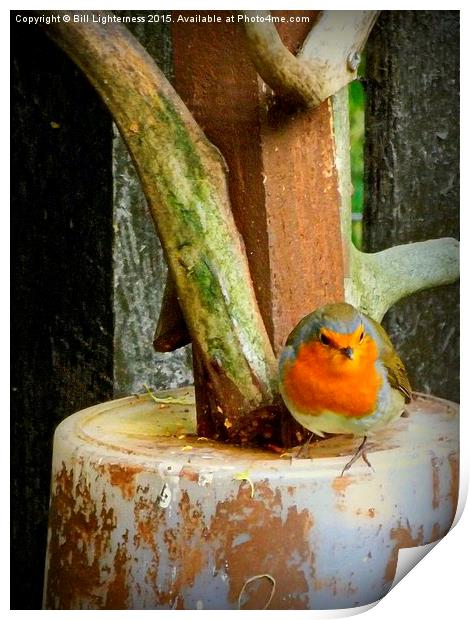  Robin on the Edge Print by Bill Lighterness