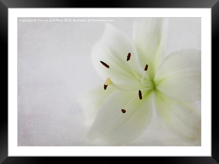  Lily Framed Mounted Print by Fine art by Rina