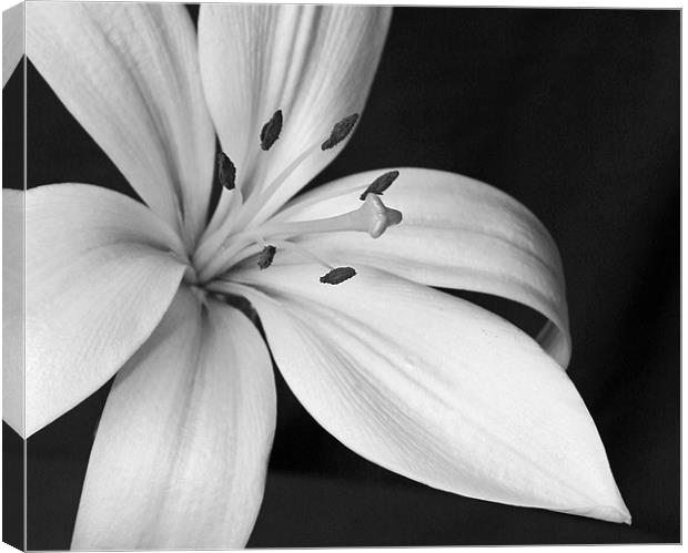 Fragrant Lily Canvas Print by Mike Gorton