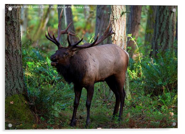 Roosevelt Elk Bugling Acrylic by Mike Dawson