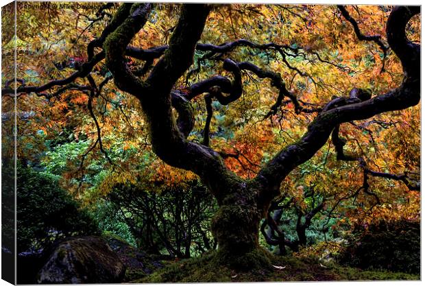 Autumn's Canopy Canvas Print by Mike Dawson