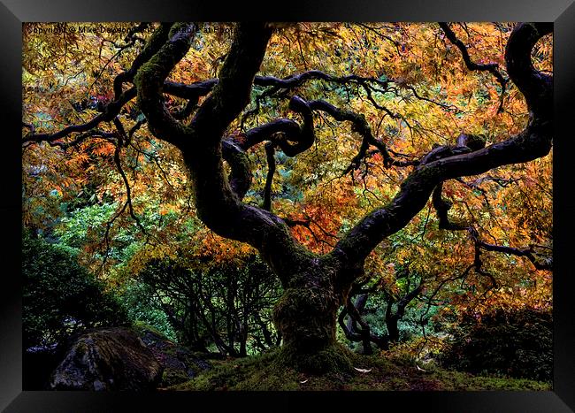 Autumn's Canopy Framed Print by Mike Dawson