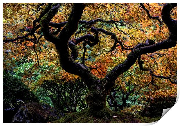 Autumn's Canopy Print by Mike Dawson
