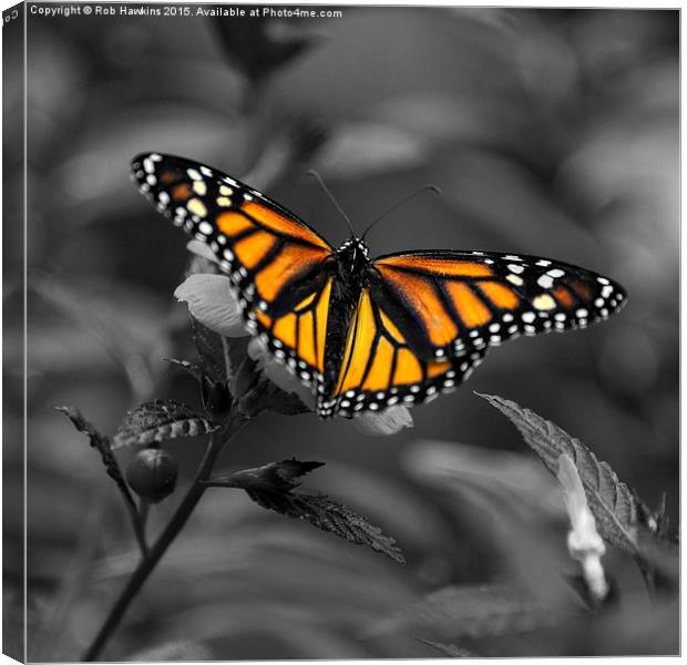  Butterfly  Canvas Print by Rob Hawkins