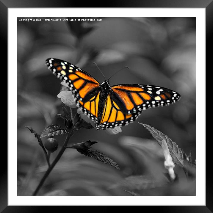  Butterfly  Framed Mounted Print by Rob Hawkins