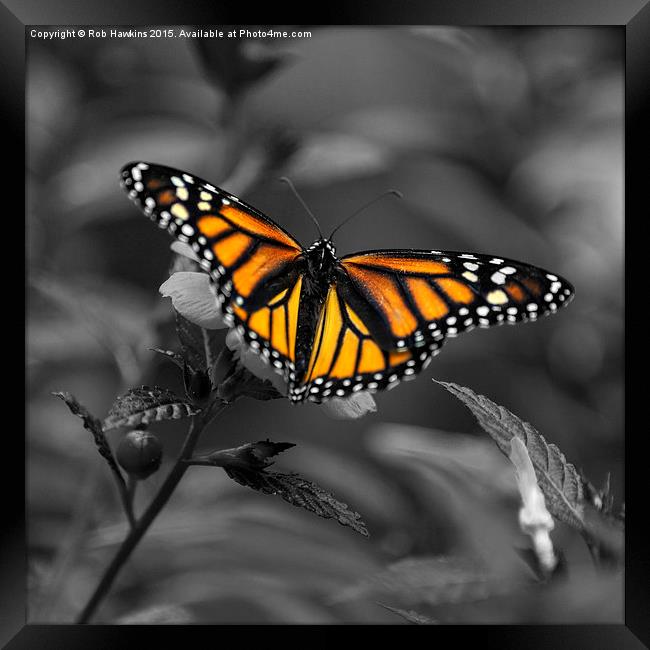  Butterfly  Framed Print by Rob Hawkins