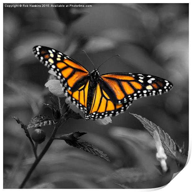  Butterfly  Print by Rob Hawkins