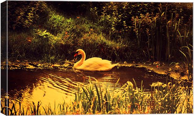  Swan at the Golden Lake Canvas Print by Jenny Rainbow