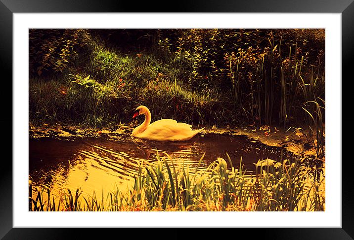  Swan at the Golden Lake Framed Mounted Print by Jenny Rainbow