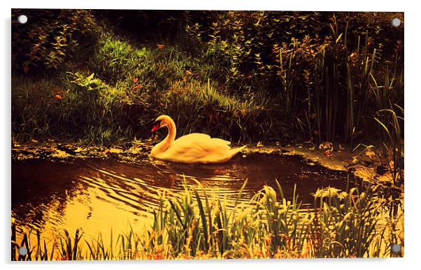 Swan at the Golden Lake Acrylic by Jenny Rainbow