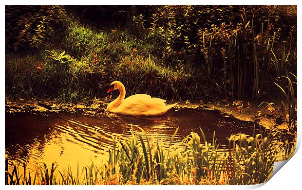  Swan at the Golden Lake Print by Jenny Rainbow