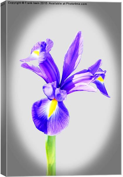  Beautiful Blue Iris flower in full bloom Canvas Print by Frank Irwin