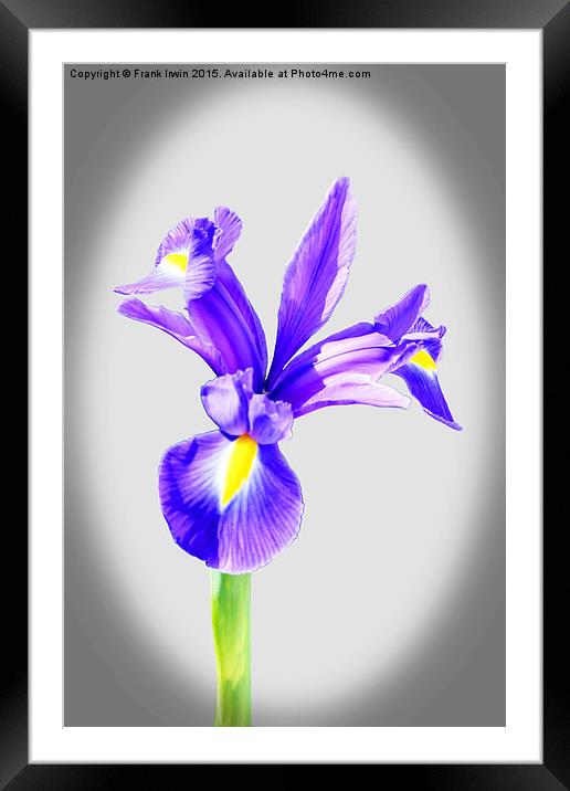  Beautiful Blue Iris flower in full bloom Framed Mounted Print by Frank Irwin