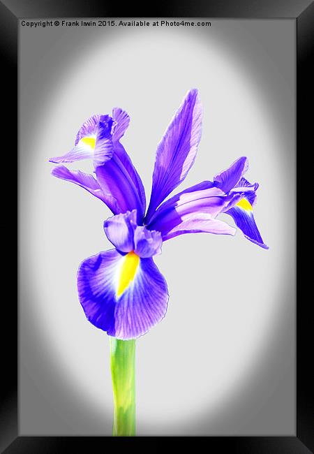  Beautiful Blue Iris flower in full bloom Framed Print by Frank Irwin