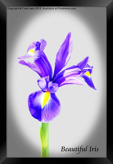Beautiful Blue Iris flower in full bloom  Framed Print by Frank Irwin