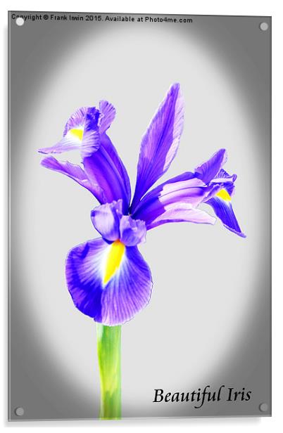Beautiful Blue Iris flower in full bloom  Acrylic by Frank Irwin