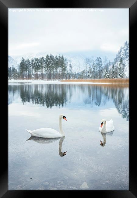  winter swan lake Framed Print by Silvio Schoisswohl