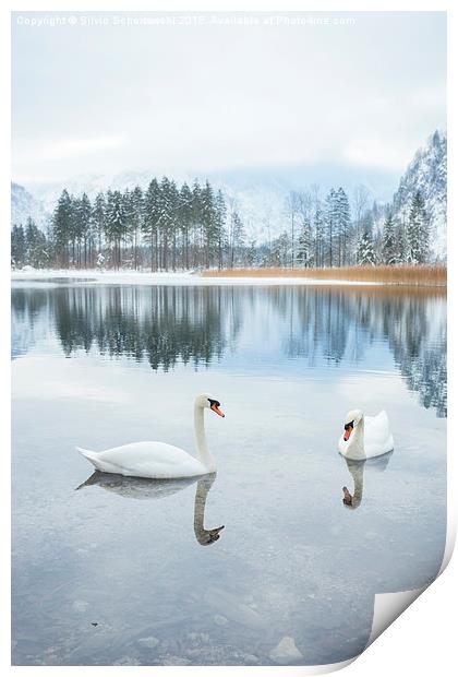  winter swan lake Print by Silvio Schoisswohl