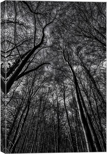  Lost In The Woods Canvas Print by Nigel Jones