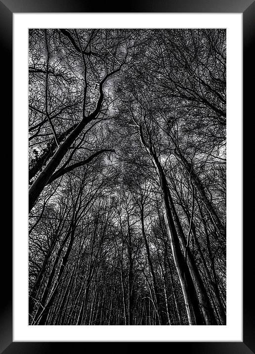  Lost In The Woods Framed Mounted Print by Nigel Jones