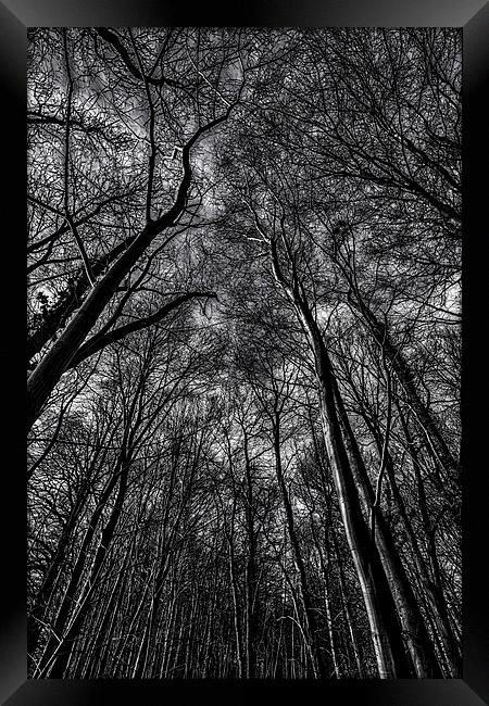  Lost In The Woods Framed Print by Nigel Jones