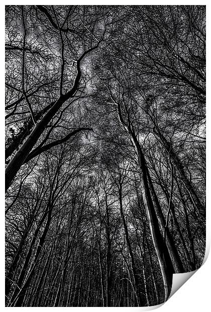  Lost In The Woods Print by Nigel Jones