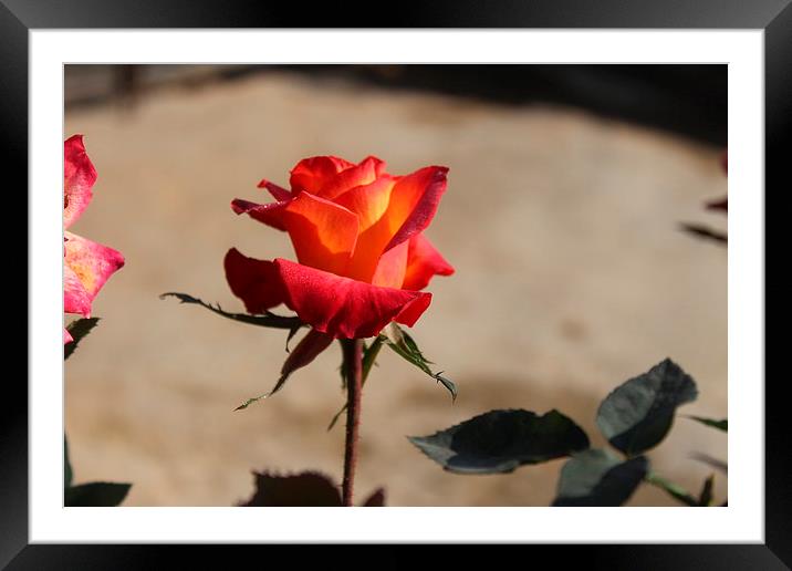  Rose Flower Framed Mounted Print by Manish Acharya