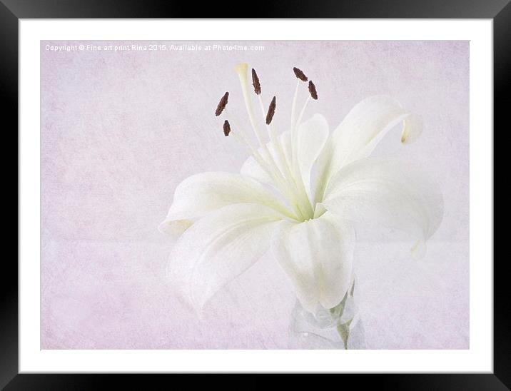  Lily Framed Mounted Print by Fine art by Rina