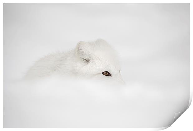 Arctic Fox Print by Natures' Canvas: Wall Art  & Prints by Andy Astbury