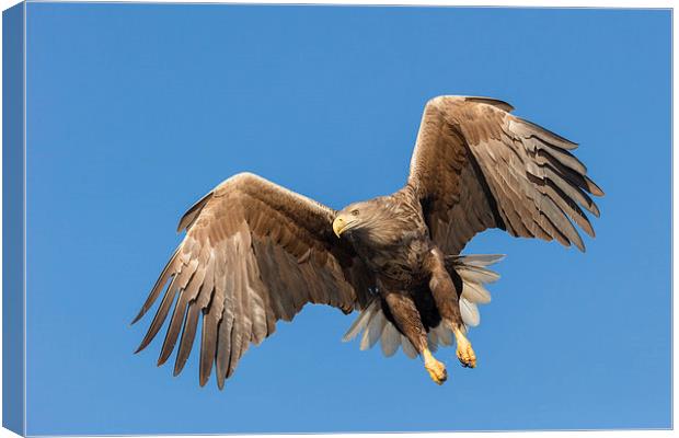Hunting Sea Eagle Canvas Print by Natures' Canvas: Wall Art  & Prints by Andy Astbury