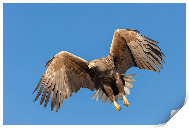 Hunting Sea Eagle Print by Natures' Canvas: Wall Art  & Prints by Andy Astbury