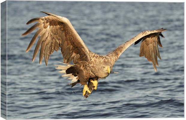 Eagle with catch Canvas Print by Natures' Canvas: Wall Art  & Prints by Andy Astbury