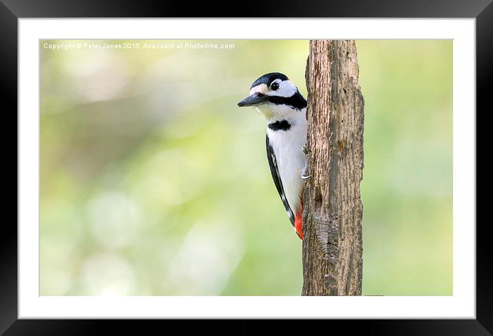  Greater Spotted Woodpecker Framed Mounted Print by Peter Jones