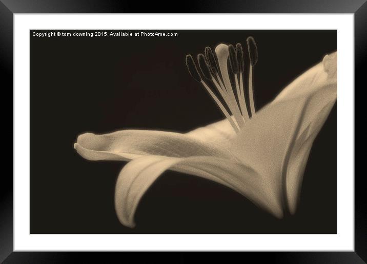  Soft toned Lily Framed Mounted Print by tom downing