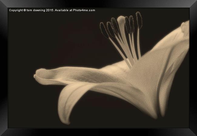  Soft toned Lily Framed Print by tom downing
