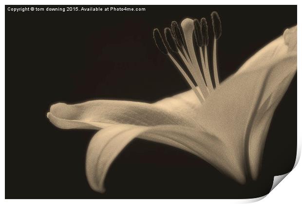  Soft toned Lily Print by tom downing